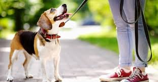 What To Do After an Urgent Care Visit for an Animal Bite